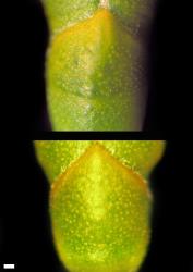 Veronica armstrongii. Close-up of leaves with nodal joint either obvious (above) or obscure (below). Scale = 0.1 mm.
 Image: W.M. Malcolm © Te Papa CC-BY-NC 3.0 NZ